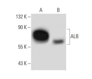 western blotting image from recommended ALB/Albumin (F-10) monoclonal antibody replacement. Image 134776
