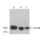 western blotting image from recommended ALCAM (B-6) monoclonal antibody replacement. Image 395702