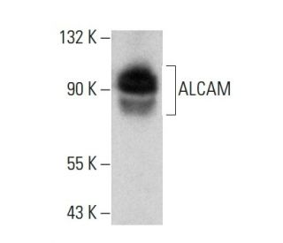 ALCAM Antibody (H-9) - Western Blotting - Image 356268 