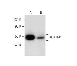 Aldehyde dehydrogenase 1-A1/ALDH1A1 Antibody (B-5) - Western Blotting - Image 148775