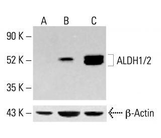 Aldehyde dehydrogenase /2/ALDH1A1/2/3/ALDH2 Antibody (H-8) - Western Blotting - Image 413670