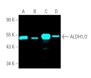 Aldehyde dehydrogenase /2/ALDH1A1/2/3/ALDH2 Antibody (H-8) - Western Blotting - Image 390747
