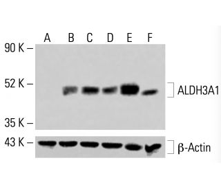 Aldehyde dehydrogenase 3-A1/ALDH3A1 Antibody (A-5) - Western Blotting - Image 414434