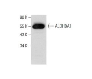 Aldehyde dehydrogenase 8-A1/ALDH8A1 Antibody (E-2) - Western Blotting - Image 333692