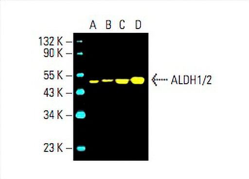 aldh1-2-antibody-h-8-western- aldh1-2-antibody-h-8-western-