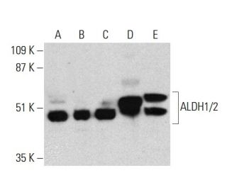 western blotting image from recommended Aldehyde dehydrogenase /2/ALDH1A1/2/3/ALDH2 (H-8) monoclonal antibody replacement. Image 385722