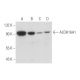 Aldehyde dehydrogenase 16-A1/ALDH16A1 Antibody (B-4) - Western Blotting - Image 333474 