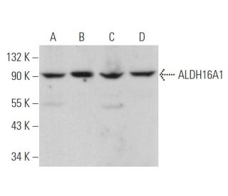 Aldehyde dehydrogenase 16-A1/ALDH16A1 Antibody (B-4) - Western Blotting - Image 375953 