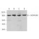 Aldehyde dehydrogenase 16-A1/ALDH16A1 Antibody (B-4) - Western Blotting - Image 375953 