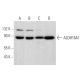 Aldehyde dehydrogenase 16-A1/ALDH16A1 Antibody (C-5) - Western Blotting - Image 375057 