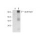 Aldehyde dehydrogenase 16-A1/ALDH16A1 Antibody (F-3) - Western Blotting - Image 305808