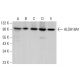 Aldehyde dehydrogenase 18-A1/ALDH18A1 Antibody (G-10) - Western Blotting - Image 382153