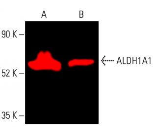 Aldehyde dehydrogenase 1-A1/ALDH1A1 Antibody (H-4) - Western Blotting - Image 402274 
