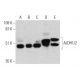 western blotting image from recommended Aldehyde dehydrogenase /2/ALDH1A1/2/3/ALDH2 (H-8) monoclonal antibody replacement. Image 385722