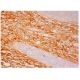 Aldehyde dehydrogenase 1-A2/ALDH1A2 Antibody (G-2) - Immunohistochemistry - Image 306960 