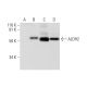 Aldehyde dehydrogenase 1-A2/ALDH1A2 Antibody (G-2) - Western Blotting - Image 294384