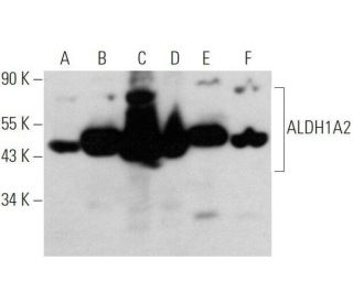 Aldehyde dehydrogenase 1-A2/ALDH1A2 Antibody (G-2) - Western Blotting - Image 356160 