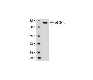 Aldehyde dehydrogenase 1-L1/ALDH1L1 Antibody (YY8) - Western Blotting - Image 30634 