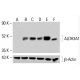 Aldehyde dehydrogenase 3-A1/ALDH3A1 Antibody (A-5) - Western Blotting - Image 414434 