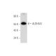 Aldehyde dehydrogenase 3-A1/ALDH3A1 Antibody (E-11) - Western Blotting - Image 316251 