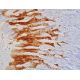 Aldehyde dehydrogenase 3-A1/ALDH3A1 Antibody (F-9) - Immunohistochemistry - Image 391664 