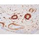 Aldehyde dehydrogenase 3-A1/ALDH3A1 Antibody (F-9) - Immunohistochemistry - Image 391665