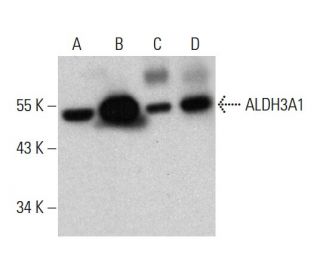 Aldehyde dehydrogenase 3-A1/ALDH3A1 Antibody (F-9) - Western Blotting - Image 376831 