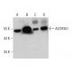 Aldehyde dehydrogenase 3-A1/ALDH3A1 Antibody (F-9) - Western Blotting - Image 376831 