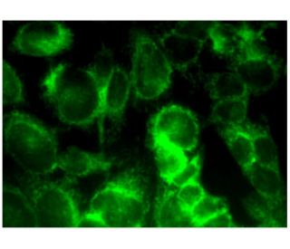 Aldehyde dehydrogenase 3-A2/ALDH3A2 Antibody (G-9) - Immunofluorescence - Image 296413 