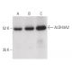 Aldehyde dehydrogenase 3-A2/ALDH3A2 Antibody (G-9) - Western Blotting - Image 400348 