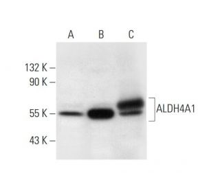 Aldehyde dehydrogenase 4-A1/P5CDH/ALDH4A1 Antibody (C-12) - Western Blotting - Image 294792 