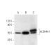 Aldehyde dehydrogenase 4-A1/P5CDH/ALDH4A1 Antibody (C-12) - Western Blotting - Image 294792 