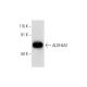 Aldehyde dehydrogenase 4-A1/P5CDH/ALDH4A1 Antibody (C-12) - Western Blotting - Image 295822 