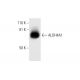 Aldehyde dehydrogenase 4-A1/P5CDH/ALDH4A1 Antibody (E-4) - Western Blotting - Image 295819 