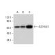 Aldehyde dehydrogenase 4-A1/P5CDH/ALDH4A1 Antibody (H-6) - Western Blotting - Image 309748 