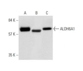 Aldehyde dehydrogenase 6-A1/ALDH6A1 Antibody (A-6) - Western Blotting - Image 320907 
