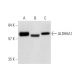 Aldehyde dehydrogenase 6-A1/ALDH6A1 Antibody (A-6) - Western Blotting - Image 320907 