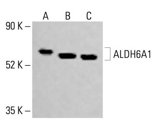 Aldehyde dehydrogenase 6-A1/ALDH6A1 Antibody (F-10) - Western Blotting - Image 414235 