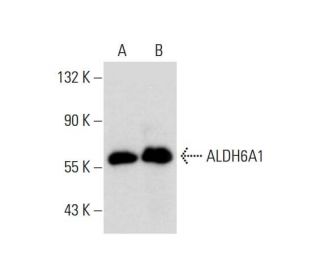 Aldehyde dehydrogenase 6-A1/ALDH6A1 Antibody (G-10) - Western Blotting - Image 299232
