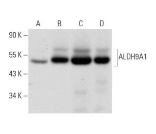 Aldehyde dehydrogenase 9-A1/ALDH9A1 Antibody (F-6) - Western Blotting - Image 300545 