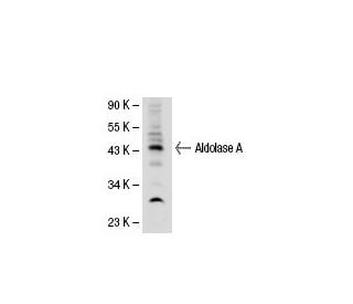 Aldolase A Antibody (1F8) - Western Blotting - Image 21734 