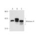 Aldolase A Antibody (1F8) - Western Blotting - Image 58518