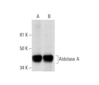 western blotting image from recommended Aldolase A (C-10) monoclonal antibody replacement. Image 289617