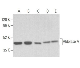 Aldolase A Antibody (A-2) - Western Blotting - Image 355194