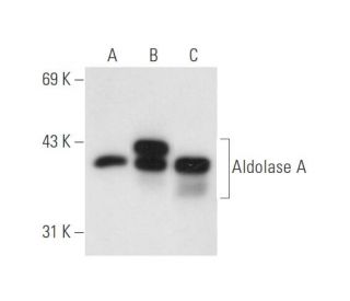 Aldolase A Antibody (1F8) - Western Blotting - Image 58518 