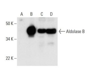 Aldolase B Antibody (C-11) - Western Blotting - Image 294480