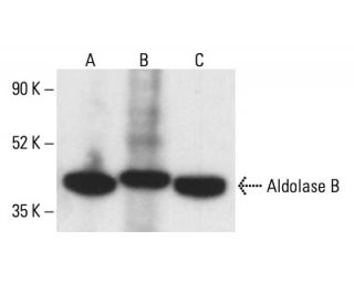 Aldolase B Antibody (C-11) - Western Blotting - Image 411828