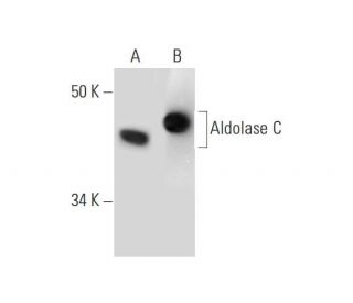 Aldolase C Antibody (H-11) - Western Blotting - Image 289809 