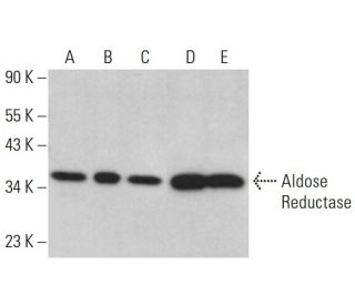 Aldose Reductase Antibody (C-1) - Western Blotting - Image 381140 