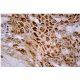 Aldose Reductase Antibody (E-12) - Immunohistochemistry - Image 159586